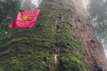 Chiêm ngưỡng 'cụ' cây sa mu 2.000 tuổi quý hiếm nhất Việt Nam