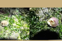 View - Ốc Sên Đáy Biển Sâu Với Vảy Sắt Độc Đáo | Báo Tri thức và Cuộc sống - TIN TỨC PHỔ BIẾN KIẾN THỨC 24H