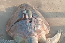 Xác rùa biển có vết nứt ở mai dạt vào bờ biển Vũng Tàu