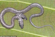 Xuất hiện rắn hai đầu siêu hiếm trong tự nhiên: Điềm báo thảm họa?