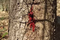 Loài cây thân gỗ có khả năng chảy máu kỳ lạ 