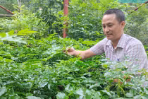 Biệt đội ươm rừng ở Phong Nha - Kẻ Bàng