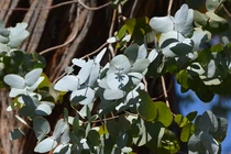 Loài cây bạc triệu giúp nông dân đổi đời, Việt Nam không thiếu