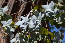 Loài cây bạc triệu giúp nông dân đổi đời, Việt Nam không thiếu