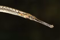 Loài 'rồng biển' độc lạ nhất thế giới, Việt Nam cũng có