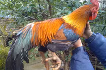 Gà 9 cựa quý hiếm ở Việt Nam, giới đại gia thi nhau săn lùng