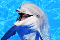 5 hành vi giống loài người đáng kinh ngạc của cá heo