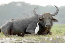 Hứng lộc Trời ban: 3 tuổi tựa cỗ máy in tiền, giàu nứt vách