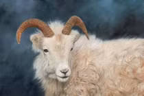 4 con giáp đạp trúng mỏ vàng, phất lên giàu sụ từ tháng 4