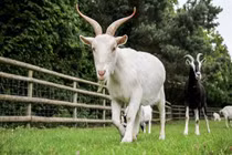 Qua Rằm tháng Giêng: 4 tuổi làm một hưởng 10, tài lộc tăng vun vút