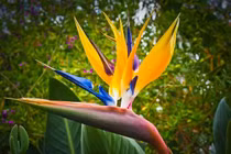 5 loài hoa nở trong nhà báo hiệu điềm lành, may mắn, tài lộc