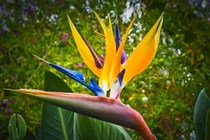 5 loài hoa nở trong nhà báo hiệu điềm lành, may mắn, tài lộc