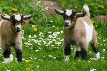 Số mệnh phú quý, 3 con giáp ví như 'chiếc máy in tiền' vô tận