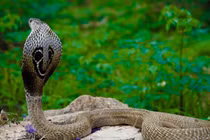 Tận mục 10 loài rắn độc nhất hành tinh, Việt Nam sở hữu một loài