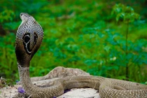 Tận mục 10 loài rắn độc nhất hành tinh, Việt Nam sở hữu một loài