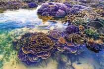 Hòn đảo đặc biệt ở Phú Yên: San hô "nở hoa" trên cạn