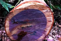 5 loại gỗ đắt nhất thế giới: Một loại có nhiều ở Việt Nam