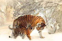 7 ngày tới từ 8/1-14/1: 3 tuổi hổ mọc thêm cánh, kinh doanh thắng to