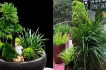 "Lên đời" từ cỏ dại, 5 cây cảnh cực lạ hút hồn đại gia