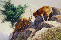 Bốc đồng mùa Euro, 3 tuổi dễ thủng ví, tiền không cánh mà bay