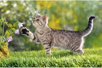 Top 4 con giáp hay ốm vặt, lao đao kiếm tiền chữa bệnh