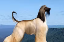 10 loài chó "sang chảnh" nhất thế giới, mất tiền tỉ để sở hữu