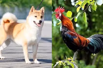 Sau tuổi 45, 3 con giáp đắc lộc kinh doanh, đổi đời giàu có