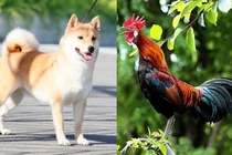 Sau tuổi 45, 3 con giáp đắc lộc kinh doanh, đổi đời giàu có