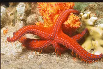 Top động vật tái sinh siêu phàm, sống khỏe trong không gian