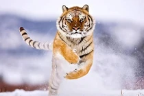 Nửa đầu năm 2024: 4 tuổi sống tốt Trời thương, vươn lên giàu khó cưỡng