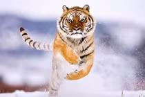 Tài lộc như mưa: 3 tuổi tháng 10 thoát khổ, đón Tết 2024 giàu to 