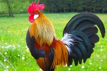 3 con giáp bội thu 2024, đầu năm thăng chức cuối năm phát tài