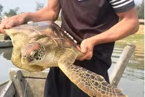 Rùa biển mắc lưới ngư dân Huế, loài cực hiếm trong Sách Đỏ Việt Nam