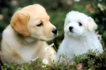 15 ngày tới: 1 tuổi số đỏ như son, 2 tuổi đen đủ đường