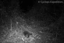 Loài động vật tái xuất sau hơn 60 năm tuyệt tích: Chuyên gia bật khóc