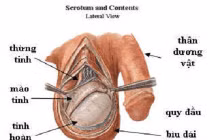 Tự phát hiện ung thư tinh hoàn chỉ trong 5 phút