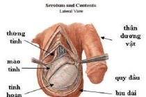 Tự phát hiện ung thư tinh hoàn chỉ trong 5 phút
