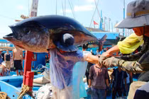 VINAFIS luôn sát cánh cùng ngư dân