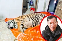 Mua hổ 2,5 tạ về nấu cao: Luật bảo vệ động vật hoang dã thế nào?