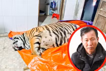 Mua hổ 2,5 tạ về nấu cao: Luật bảo vệ động vật hoang dã thế nào?