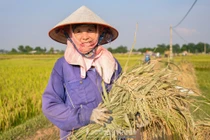 Nông dân Hà Nội tất bật gặt lúa giữa cái nắng như thiêu như đốt