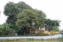 Chiêm ngưỡng cây thị ngàn năm tuổi có hình con voi khổng lồ