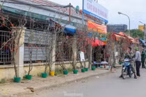 Người Hà Nội 'chơi Tết' sớm với hoa lê rừng