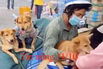 Tin nóng 11/10: Bí thư Cà Mau nói gì về việc tiêu hủy đàn chó, mèo?