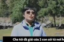 Video: Người phụ nữ Trung Quốc nuôi dưỡng bầy sói hơn 100 con