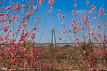 Cắt cành dăm cây đào 10 triệu để bán giá 50.000 đồng vì ế