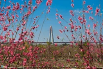 Cắt cành dăm cây đào 10 triệu để bán giá 50.000 đồng vì ế