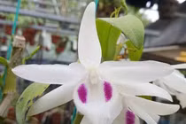 Ôm mộng làm giàu, vay nặng lãi gần 10 tỷ đồng mua phải lan đột biến giả