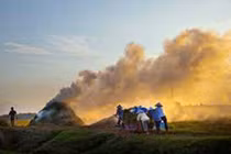 Những phương pháp xử lý rơm rạ hiệu quả