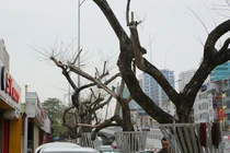 7 cây sưa đỏ ở HN chết: Cty Thành Công Xanh có phải đền tiền tỷ?